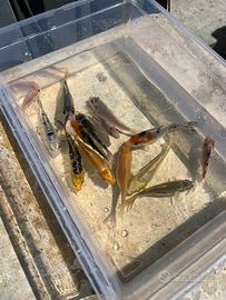 Carpe Koi 8/25 cm