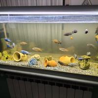 PESCI CICLIDI MALAWI RIPRODUTTORI (cm 7-10)