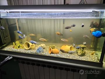 PESCI CICLIDI MALAWI RIPRODUTTORI (cm 7-10)