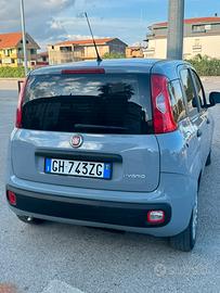 Panda ibrida 2022