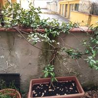 Pianta gelsomino con vaso
