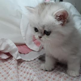 Gattini persiani