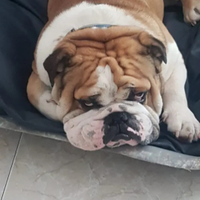 Bulldog inglese per monta