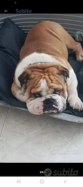 Bulldog inglese per monta