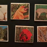 Sei figurine Edis Torino Flora e Fauna