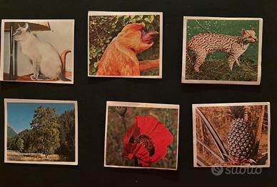 Sei figurine Edis Torino Flora e Fauna