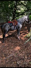Cavallo arabo