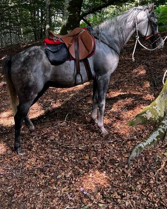 Cavallo arabo