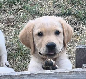 Labrador retriever cuccioli di colore miele