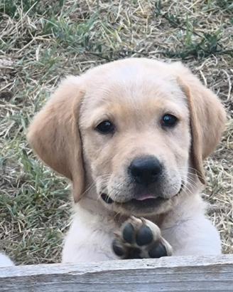 Labrador retriever cuccioli di colore miele