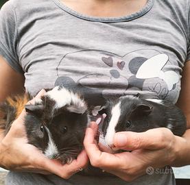 Cavie peruviane cucciole