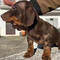 Bassotto tedesco . Bassottini