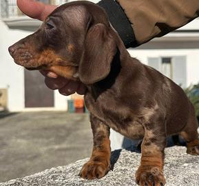 Bassotto tedesco . Bassottini