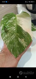 monstera albo variegata 
