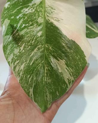 monstera albo variegata 
