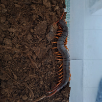 Scolopendra gigante
