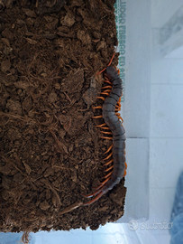 Scolopendra gigante