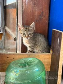 Gattini