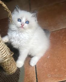 Strepitosi cuccioli ragdoll