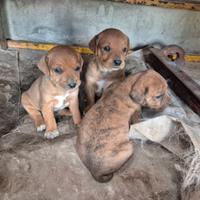 Cuccioli segugio maremmano