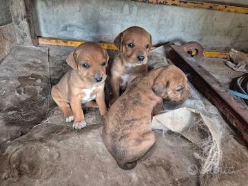 Cuccioli segugio maremmano
