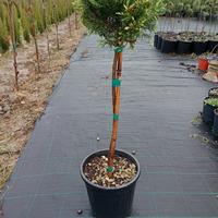 leylandii gold rider testa palla diametro 25/35 ; 