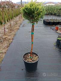 leylandii gold rider testa palla diametro 25/35 ; 
