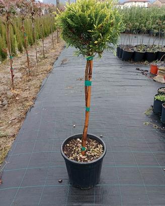 leylandii gold rider testa palla diametro 25/35 ; 