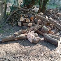 legna da ardere in tronchi e radici