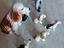 Immagine 1