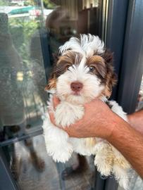 Cuccioli Yorkshire Biewer 