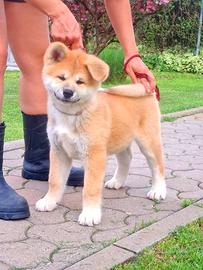 Cucciolo Akita Inu
