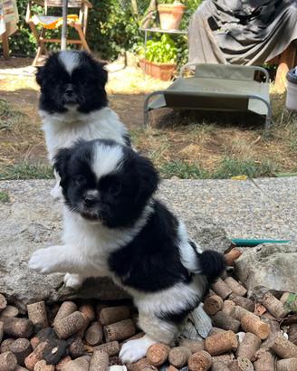 Cuccioli Tibetan Spaniel