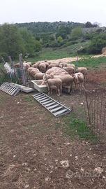 Ariete lacaune