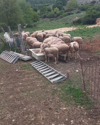 Ariete lacaune