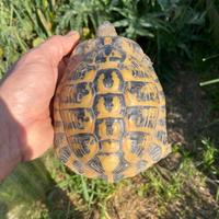Tartaruga di terra