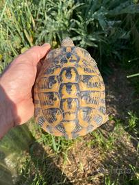 Tartaruga di terra
