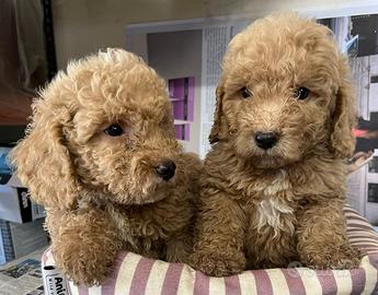 I migliori cuccioli italiani ( barboncini)