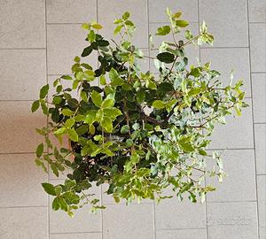 Bonsai di LECCIO 