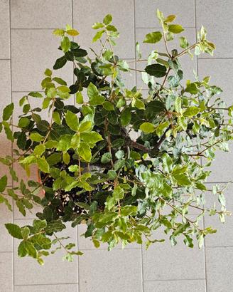 Bonsai di LECCIO 