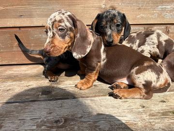 Bassotti Choco merle femmine