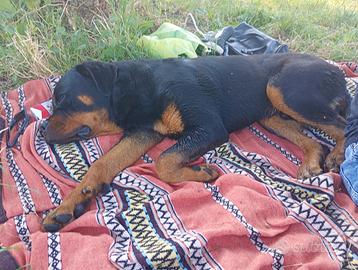 Rottweiler