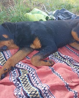 Rottweiler