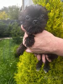 Cuccioli di Yorkshire mini toy
