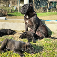 Cucciole cane corso