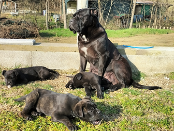Cucciole cane corso