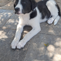 Cucciola in adozione
