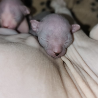 Sphynx cuccioli