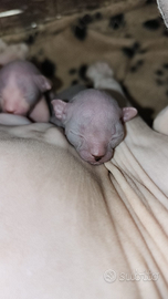 Sphynx cuccioli