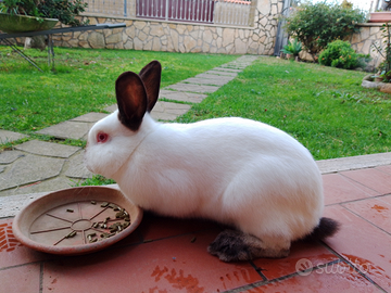 Vendita Conigli Razza Californiana - Roma Sud